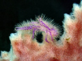   Lauriea siagiani Pink squat lobster  